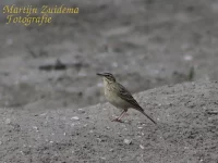 Duinpieper [Anthus campestris]
